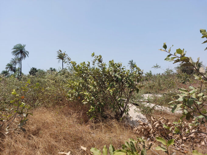 Cost of Living in Gambia (Easy Guide) GamRealty