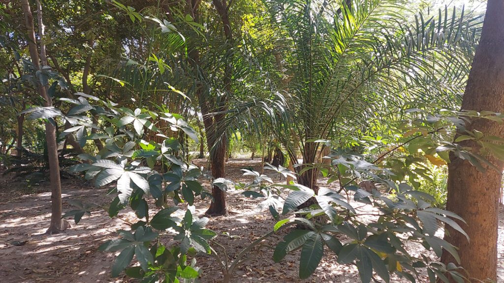 10.000 M2 Green Oasis For Sale | Keninding Saibali - Sanyang | GAMREALTY