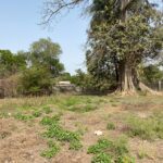 GamRealty Prime Fenced Land for sale in Sanyang The Gambia
