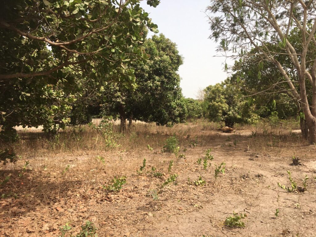 360 m2 Fenced Plot of Land for Sale Jambanjelly GAMREALTY