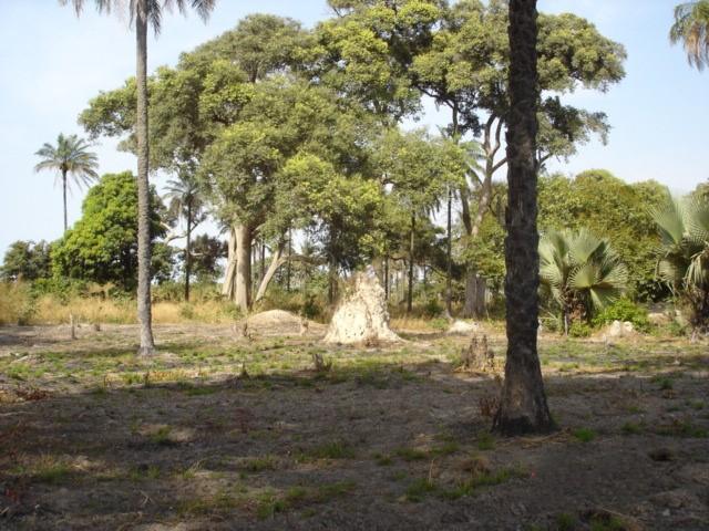 Gamrealty Plots for sale in Sanyang Gambia Close to beach