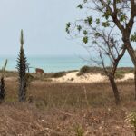 Gamrealty Sanyang Ocean front land for sale The Gambia2
