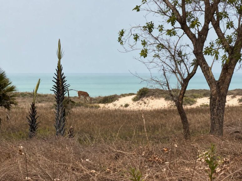 Gamrealty Sanyang Ocean front land for sale The Gambia2